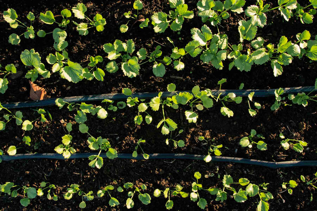 Ranunculus Spacing