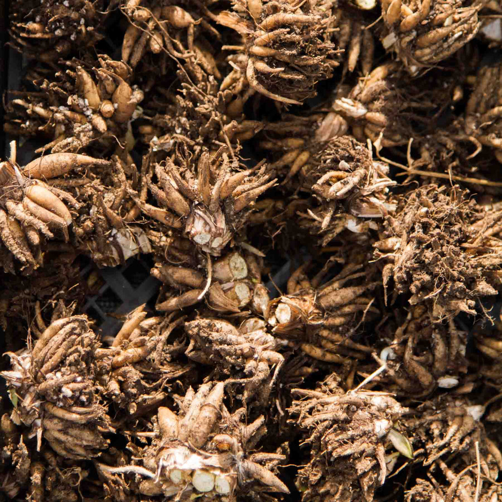 Ranunculus Corms