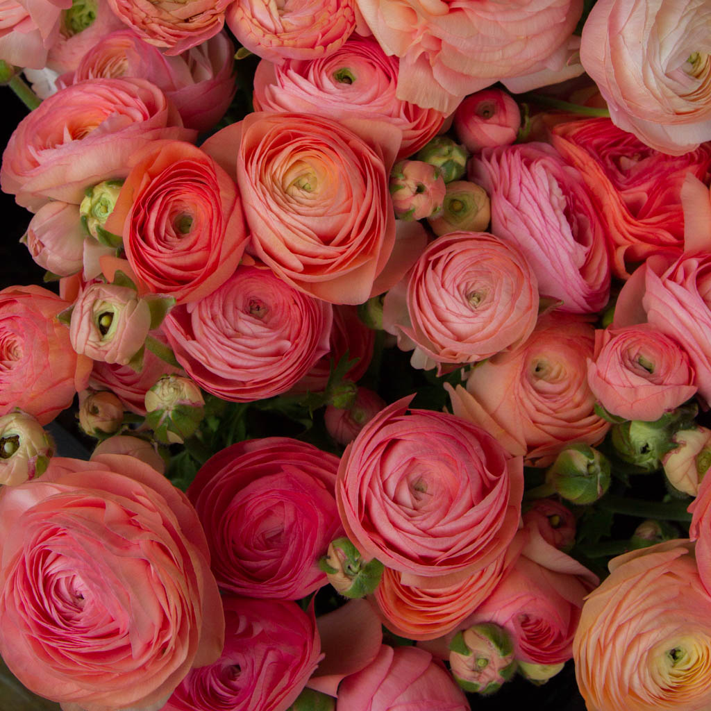 Salmone Italian Ranunculus