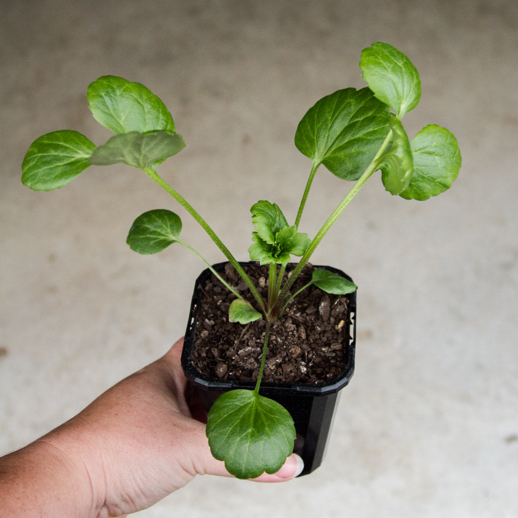 Ranunculus