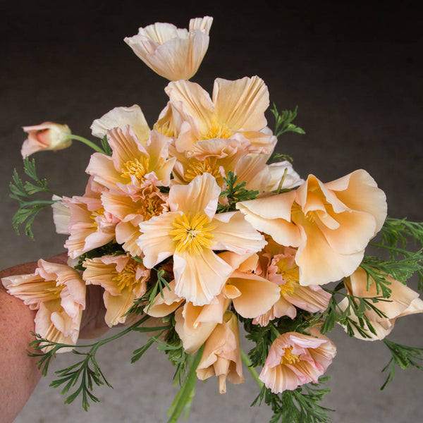 Eschscholzia - Pink Champagne – Emerden