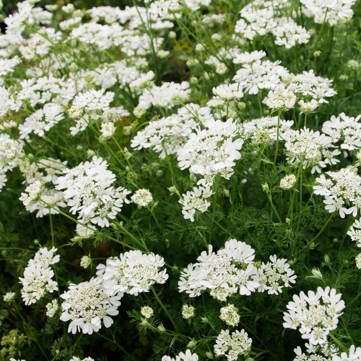 Orlaya - White Lace - Seeds NZ – Emerden
