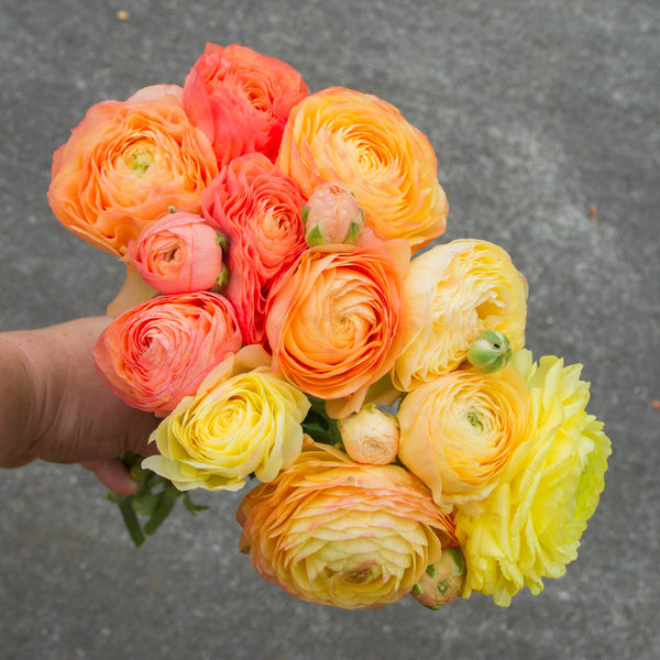 French And Italian Ranunculus Plants Nz Emerden 