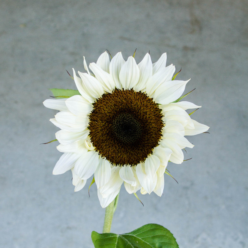 Sunflower - ProCut White Nite Seeds NZ – Emerden