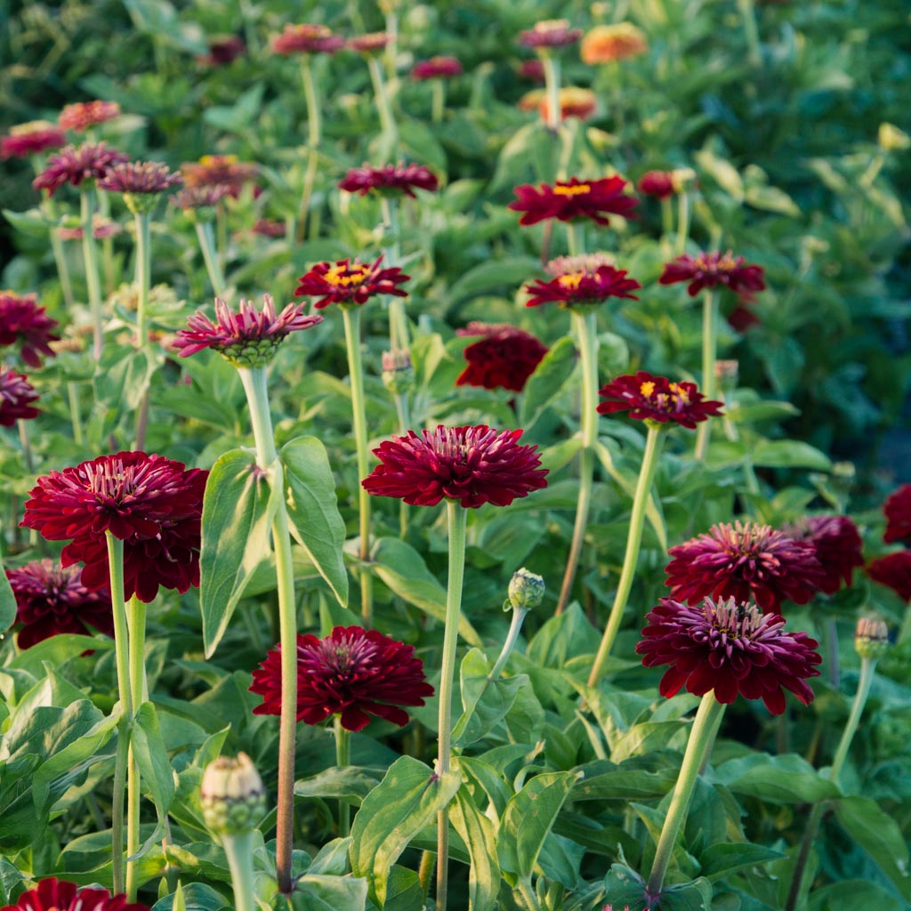 How deep to plant zinnia seeds Idea