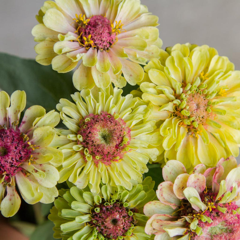 Zinnia - Queen Lime Blush - Seeds NZ – Emerden