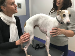 Bernie is examined by Frontier Pets consultant vet, Dr Kathy Cornack