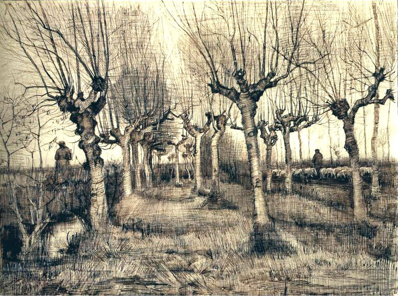 Vincent van Gogh, Pollard birches, 1884, Pencil, pen in black ink on wove paper, 39cm x 54cm ( Van Gogh Museum, Amsterdam) 