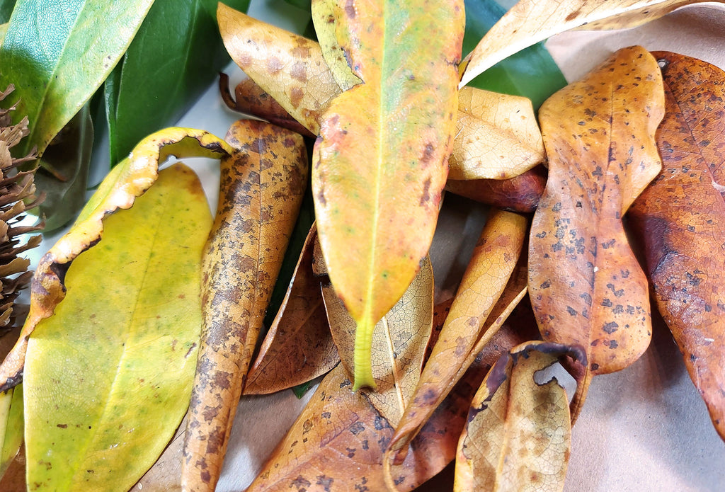 Autumn Fallen Leaves