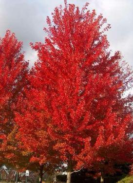 acer autumn blaze maple