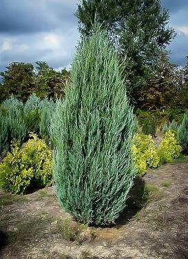 juniperus virginiana skyrocket