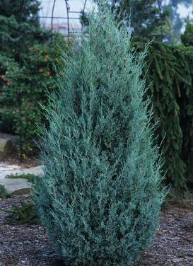 Juniperus scopulorum 'Wichita Blue Juniper' – Heritage Nursery