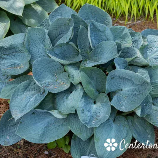 Hosta 'Big Daddy'