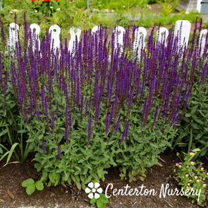 Salvia nemorosa 'Caradonna' CNT - Chelsea Garden Center