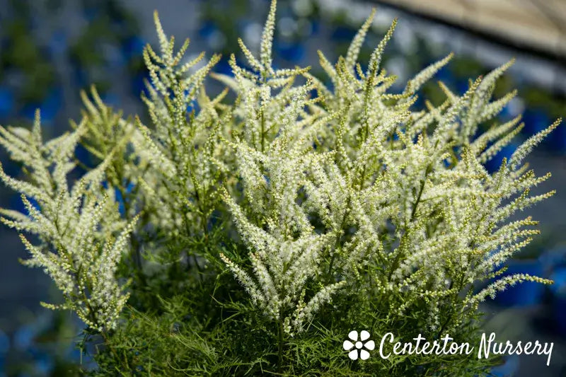 Aruncus 'Fairy Hair" (Goat's Beard)
