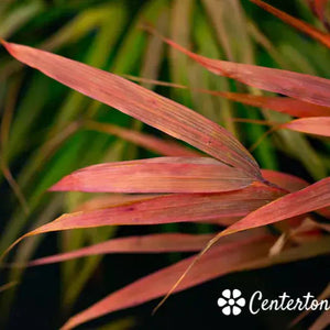 Hakonechloa macra 'Beni Kaze' (Japanese Forest Grass) - Chelsea Garden Center