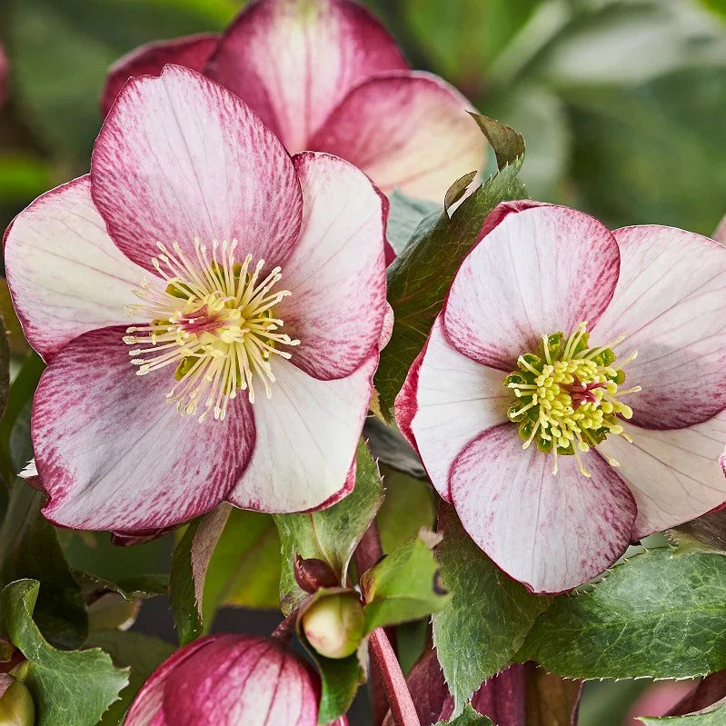 Helleborus ViV Valeria (Snow / Lenten Rose)