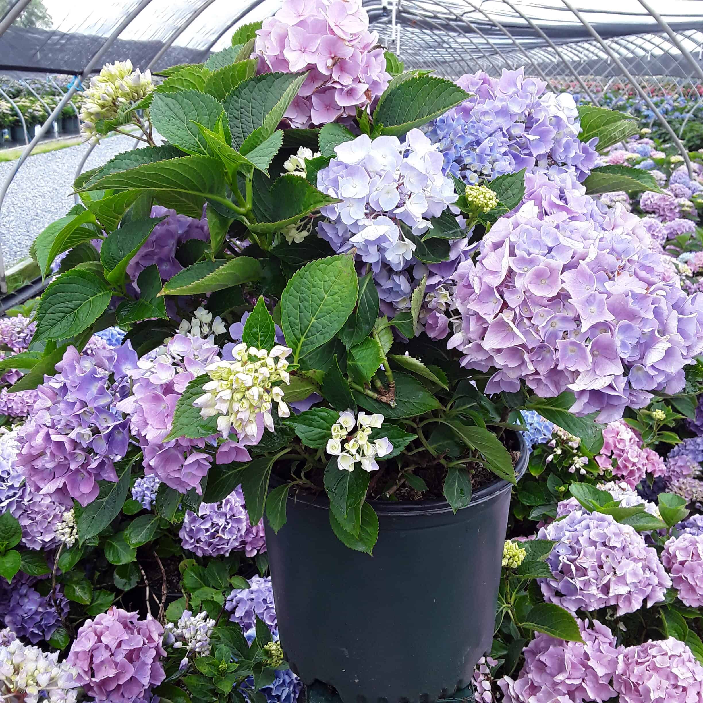 Image of Hydrangea Early Sensation Image 1