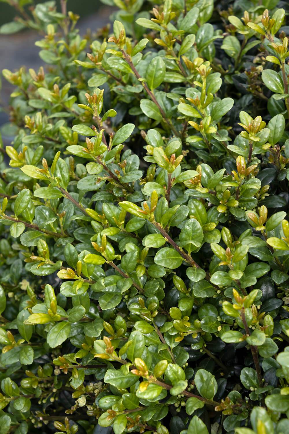 Ilex Compacta – Chelsea Garden Center