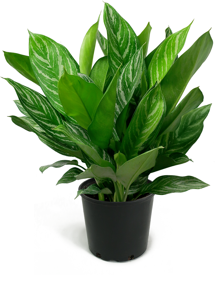  Aglaonema  Stripes Large Chelsea Garden Center