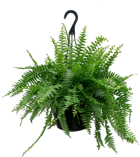 Boston Fern Hanging Houseplant Basket Chelsea Garden Center