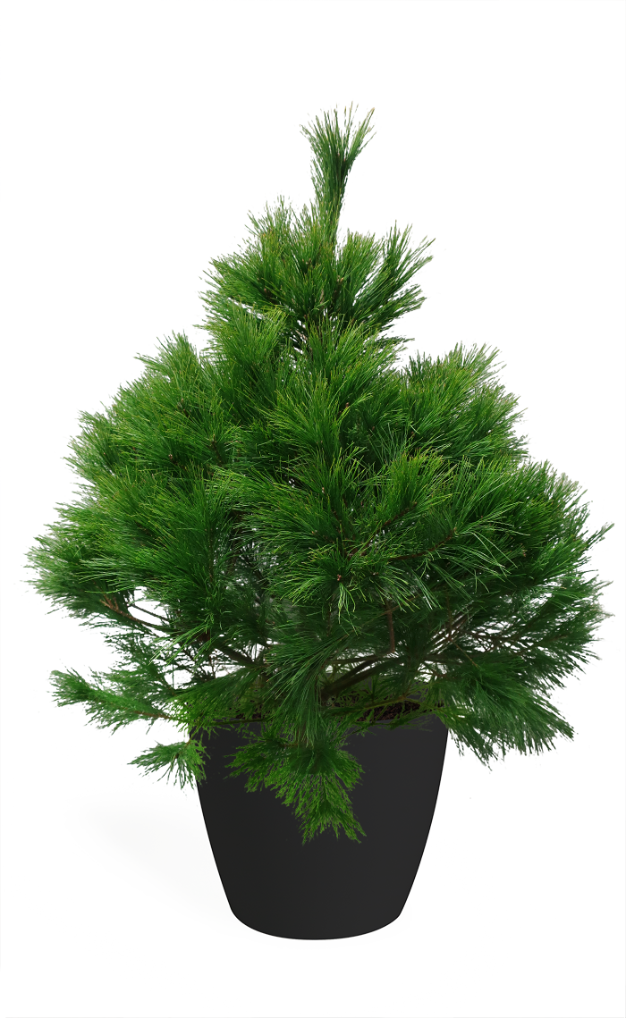 3' Living Eastern White Pine Christmas Tree – Chelsea Garden Center