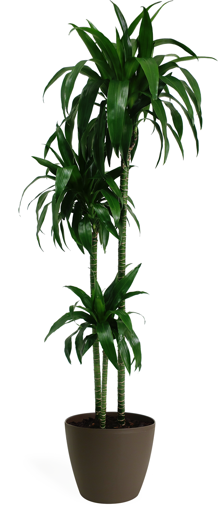 Dracaena Lisa Cane Houseplant Chelsea Garden Center