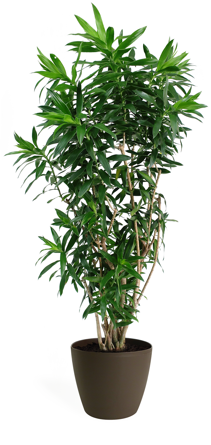 Dracaena reflexa