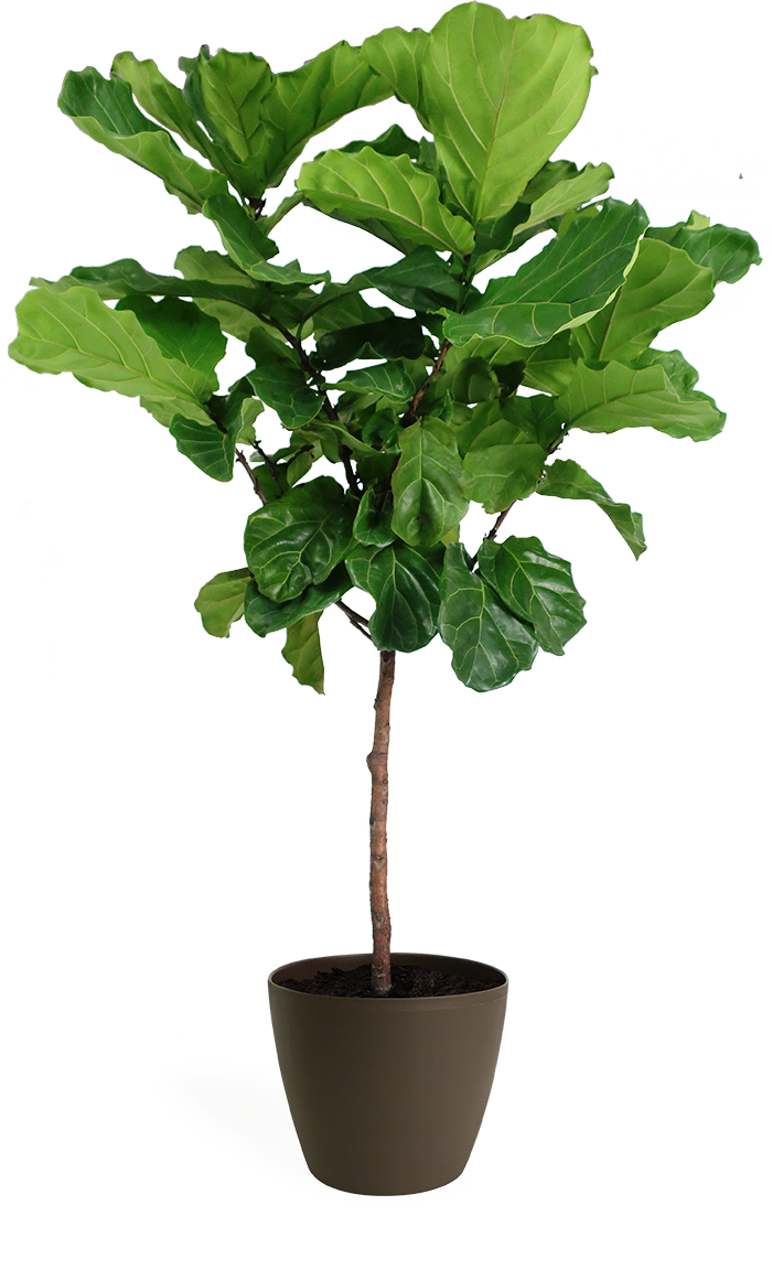 Ficus Lyrata Standard Houseplant Large – Chelsea Garden Center