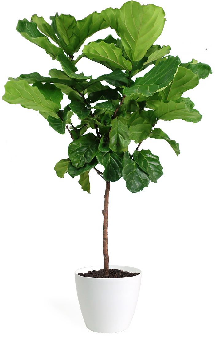 Ficus Lyrata Standard Houseplant Large – Chelsea Garden Center