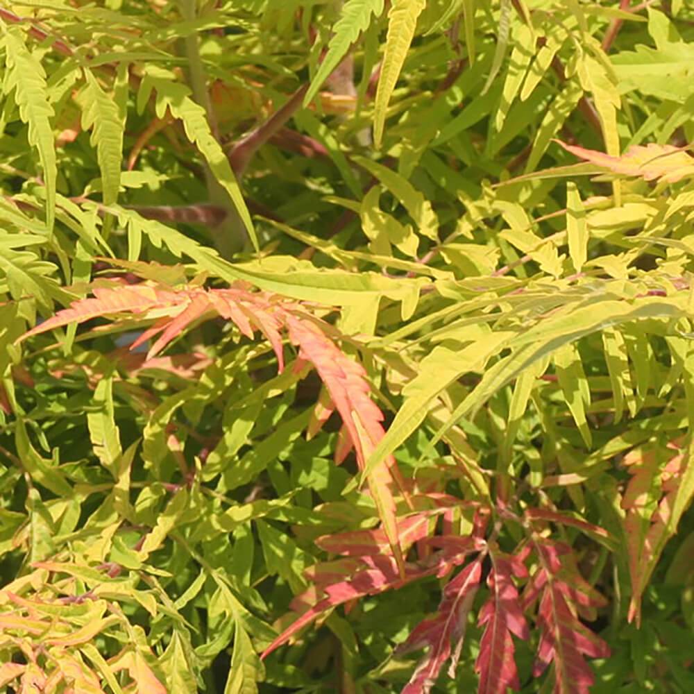 rhus tiger eyes