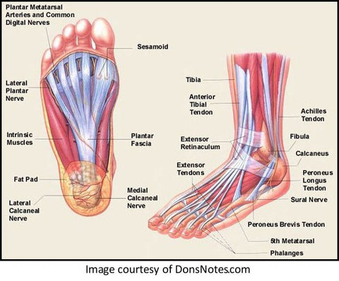 Anatomy of the foot