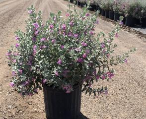 sage texas gallon