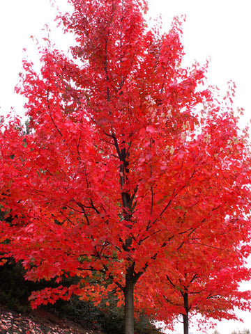 autumn blaze maple for sale near me