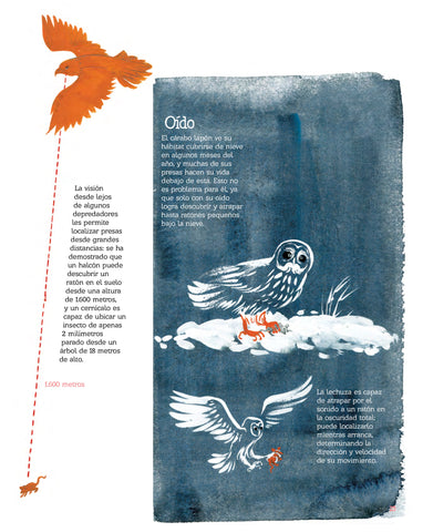 Illustration showing a bird of prey's excellent eyesight - from Vuelo de pájaros americanos by Juan José Donoso and illustrated by Raquel Echenique  
