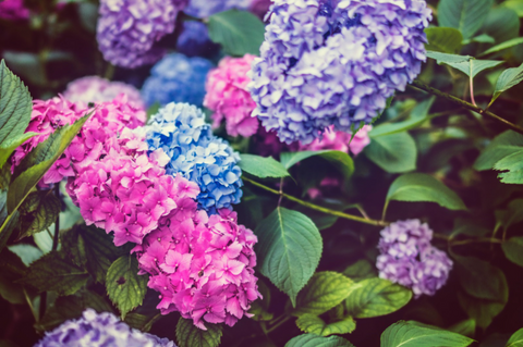 blue, pink and lavender hydrangeas in the garden 