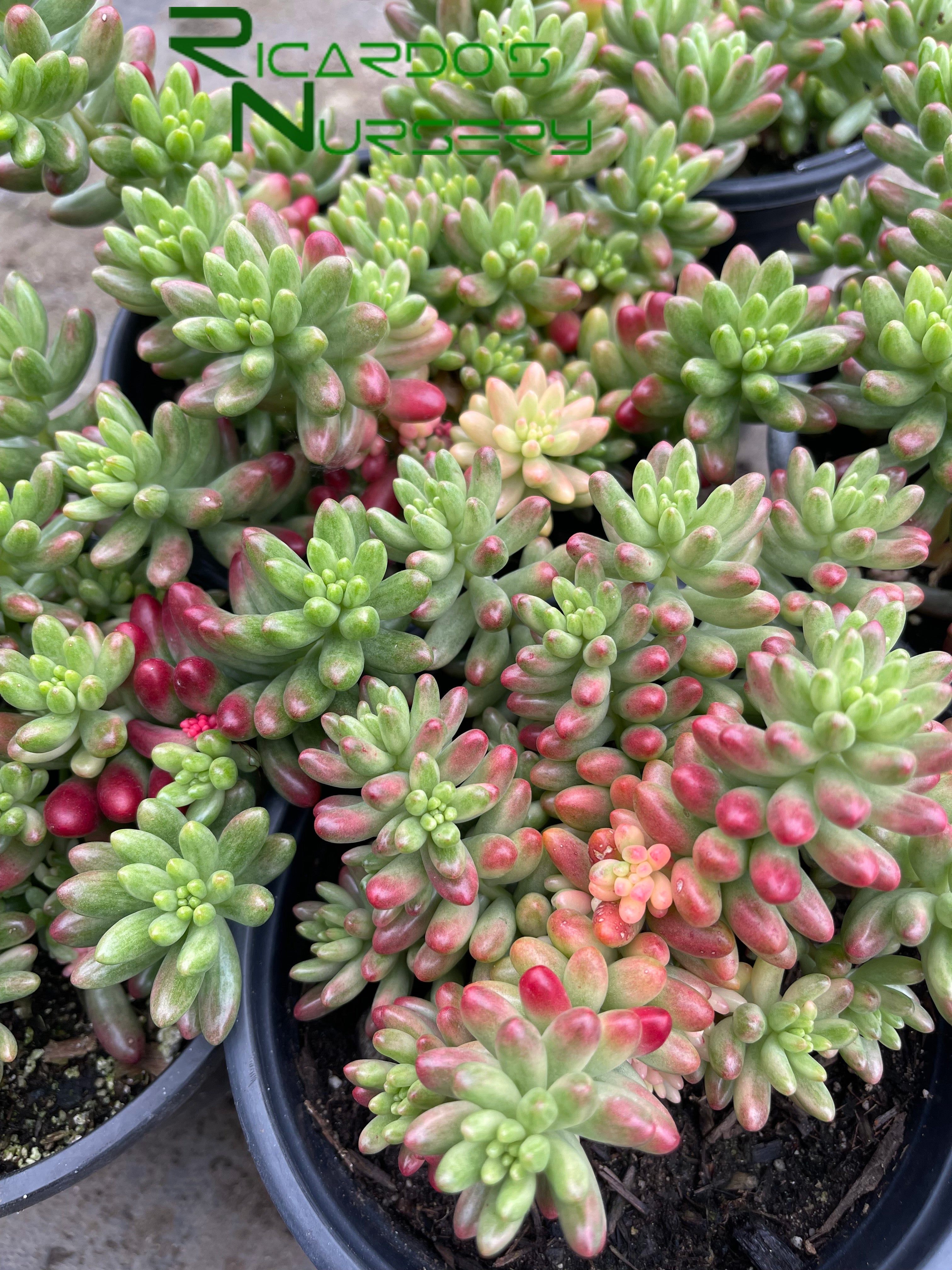 Sedum rubrotinctum 'Aurora' (Pink Jelly Bean)