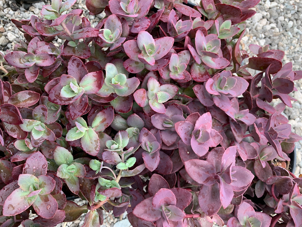 sedum sunsparkler cherry tart