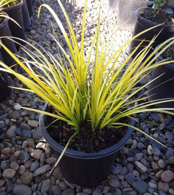 Acorus gramineus 'Ogon' (Golden Variegated Sweet Flag) – Ricardo's Nursery