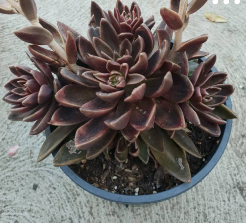 Echeveria Serrana – Ricardo's Nursery