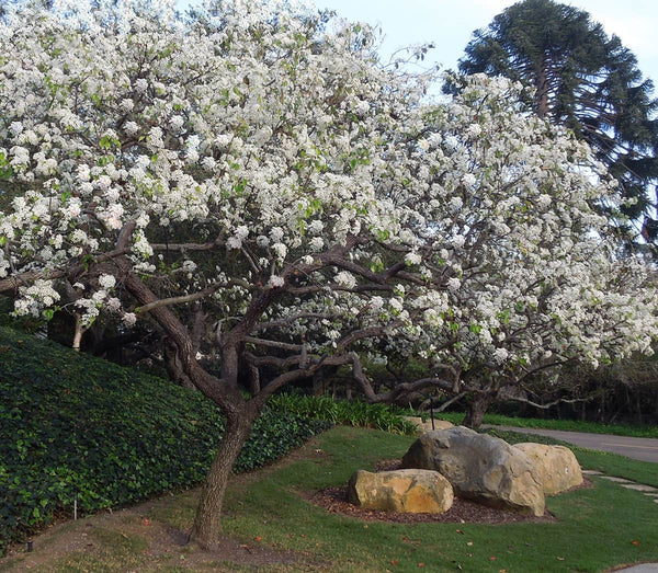 evergreen pear tree for sale