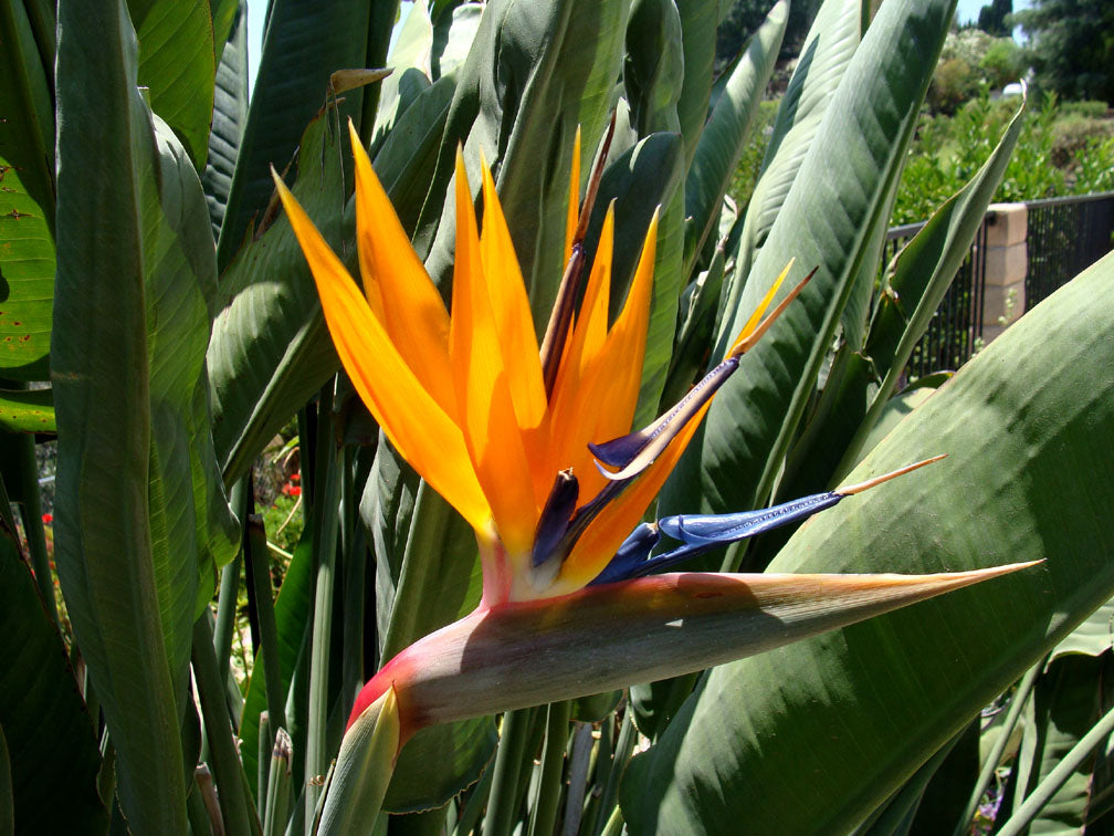 Strelitzia reginae (Bird of Paradise) – Ricardo's Nursery