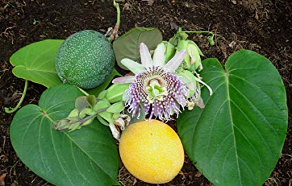 granadilla passiflora ligularis