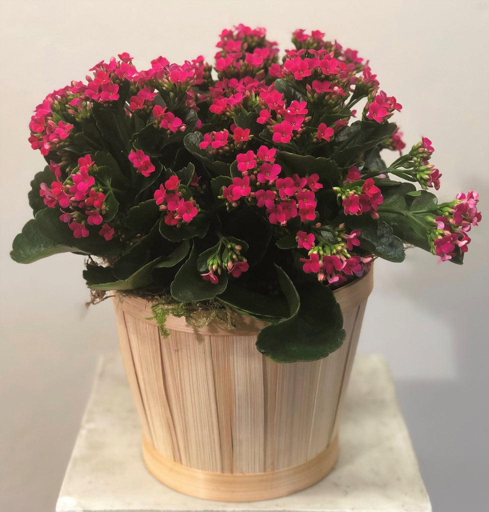 Kalanchoe Plant – Swenson &amp; Silacci Flowers