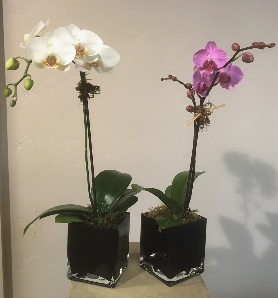 Mini Phalaenopsis Orchid Plant Swenson And Silacci Flowers 