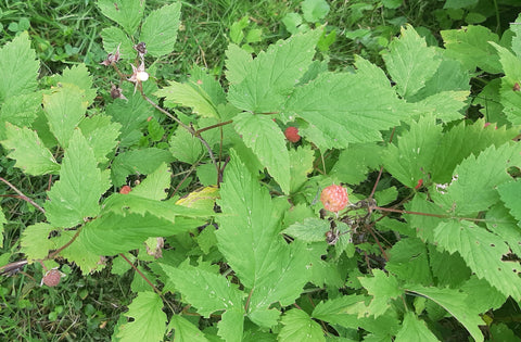 Raspberries hidden in their leaves