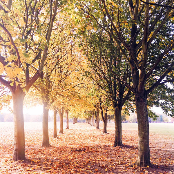 Trees with autumnal coloured leaves, perspective leading away into the distance