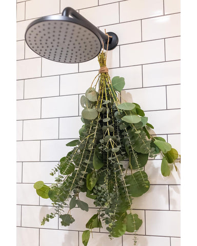 Image of a bunch or eucalyptus hanging from a shower head with white bathroom tiles behind.