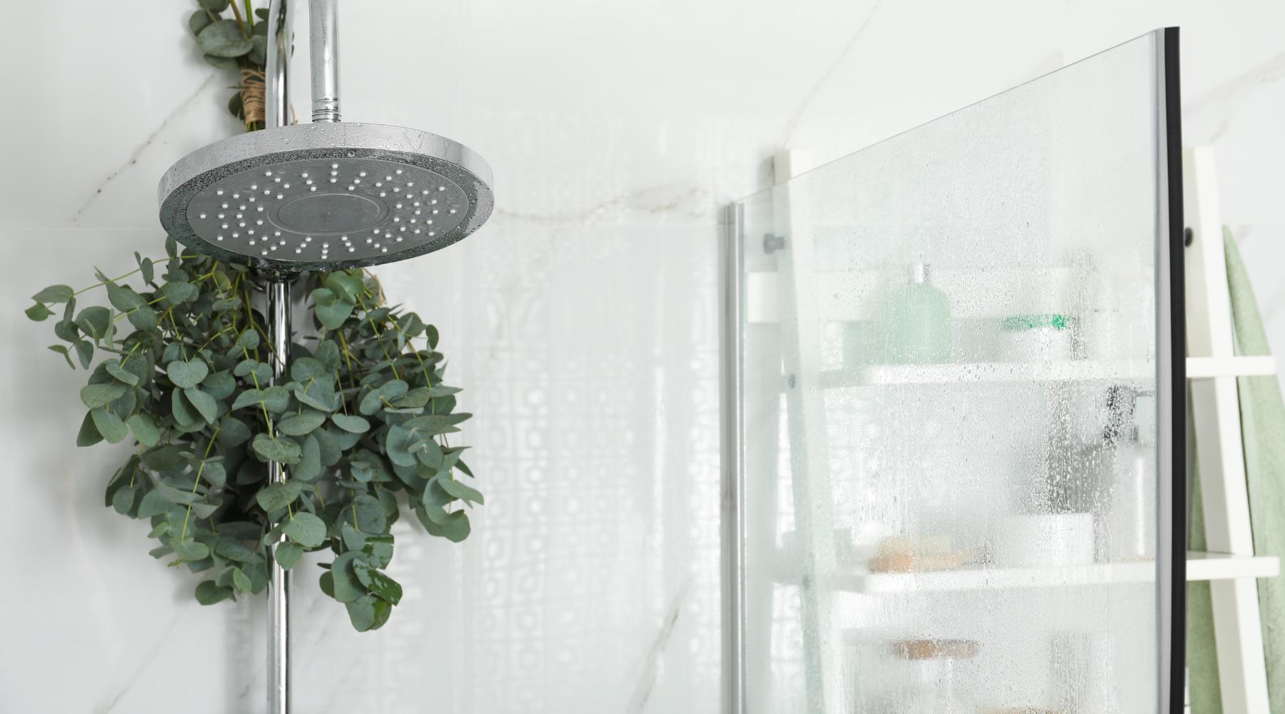 Image of a chrome shower head  with a bunch of eucalyptus tied above it, background is a white bathroom.