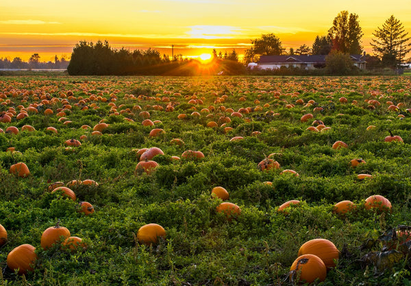 picture of a pumpkin patch at sunset